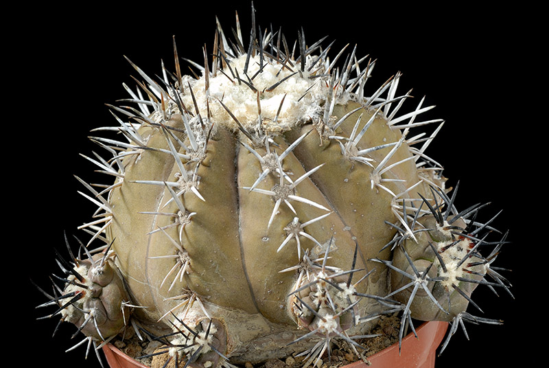 Copiapoa cuprea D. 10 € 80.00.jpg